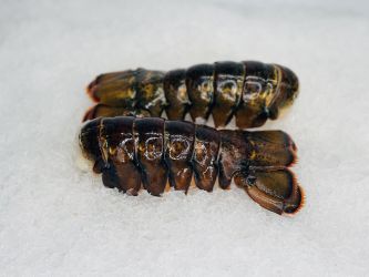Large Lobster Tails